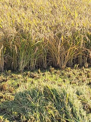 김영진(전남영광)님의 작성글 사진