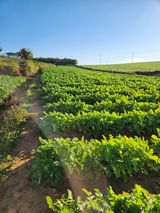 팜모닝 배추·영농일지 게시글 이미지