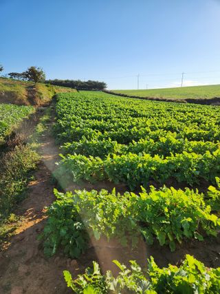김저팔계님의 배추 · 영농일지 작성글 사진