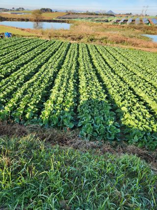 김저팔계님의 배추 · 영농일지 작성글 사진