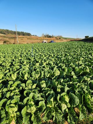 김저팔계님의 배추 · 영농일지 작성글 사진