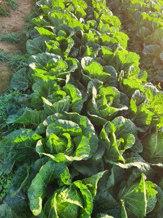 김저팔계님의 배추 · 영농일지 작성글 사진