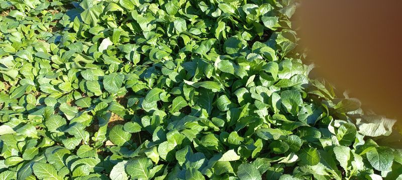 장터 상품 [갓ㅡ토종갓] 썸네일