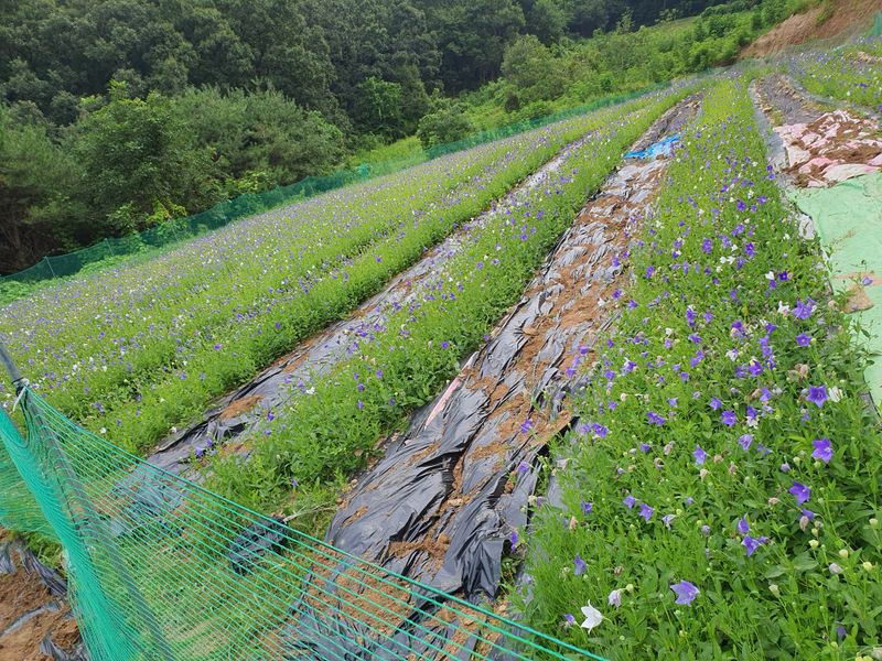 장터 상품 [도라지씨앗 팔아요 한되에 45.000원 엄청 잘 나와요] 썸네일
