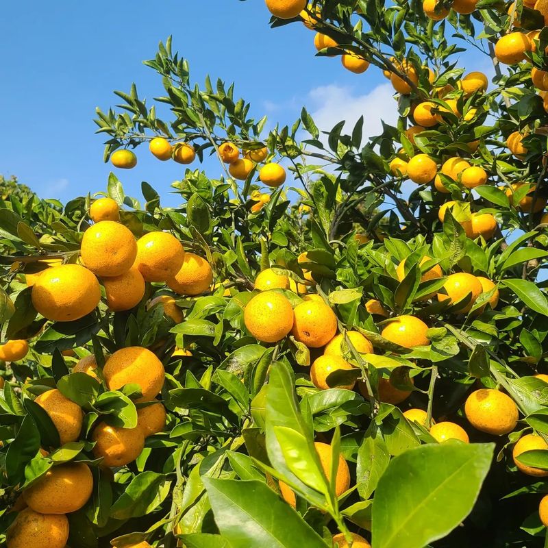 장터 상품 [노지 조생귤 10키로 한박스 ] 썸네일