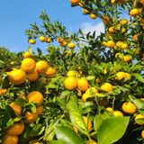 팜모닝 · 게시글 이미지