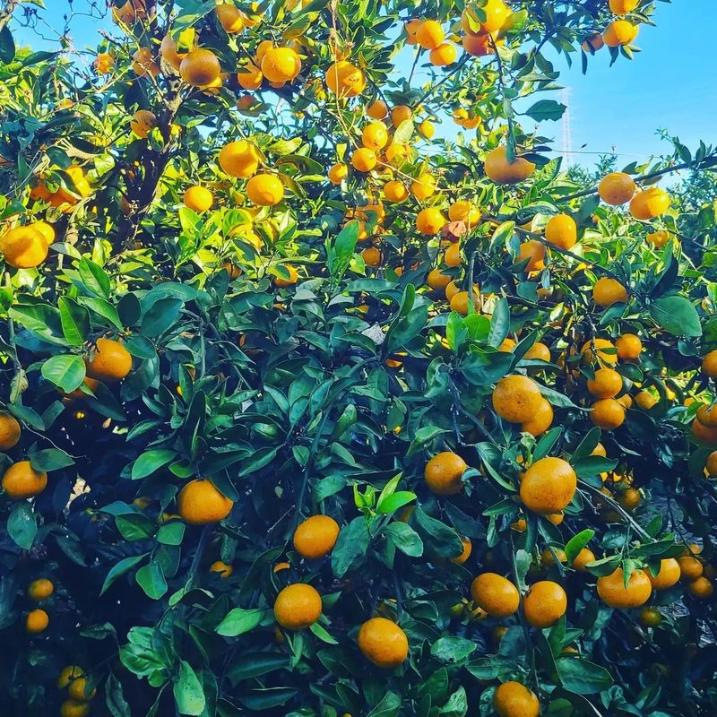 오정현님의 장터 판매 상품 [노지 조생귤 10키로 한박스 ] 첨부 사진