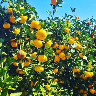 오정현님의 작성글 사진