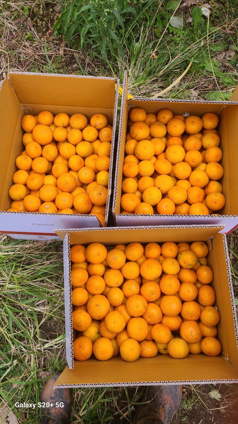 오정현님의 장터 판매 상품 [노지 조생귤 10키로 한박스 ] 첨부 사진