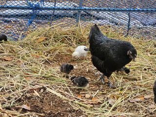 시금치15102님의 오늘 어떤 농작업하셨나요? · 참여글 작성글 사진