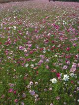 팜모닝 우리동네·동네자랑 게시글 이미지