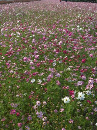 꿈드림뜨락님의 우리동네 · 동네자랑 작성글 사진