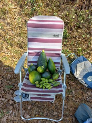 사무니님의 오늘 어떤 농작업하셨나요? · 참여글 작성글 사진