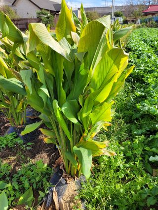 정찬영님의 오늘 어떤 농작업하셨나요? · 참여글 작성글 사진