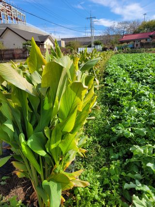 정찬영님의 오늘 어떤 농작업하셨나요? · 참여글 작성글 사진