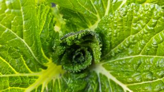 양동식님의 배추 · 병해충상담 작성글 사진