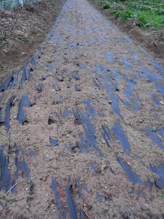 이영수님의 오늘 어떤 농작업하셨나요? · 참여글 작성글 사진