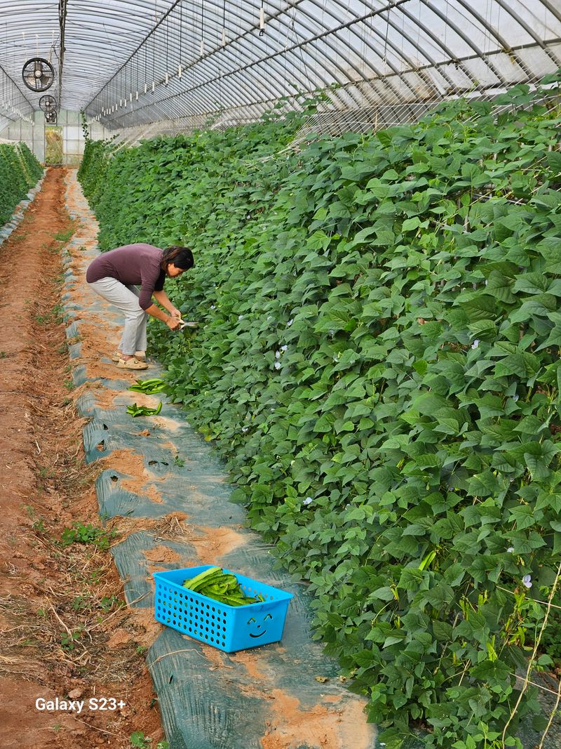 장터 상품 [날개달린콩1kg] 썸네일