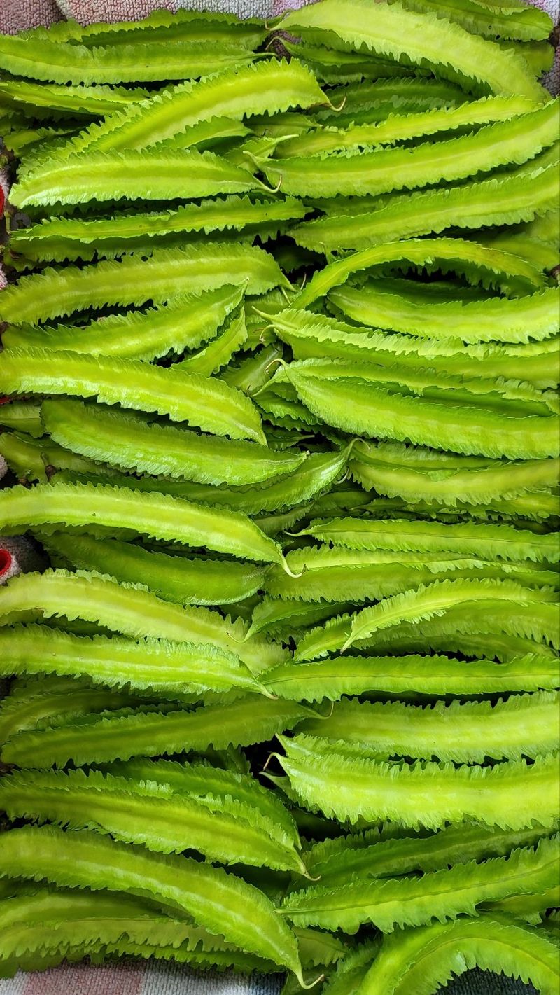 황광호님의 장터 판매 상품 [날개달린콩1kg] 첨부 사진