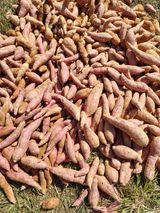 팜모닝 고구마·자유게시판 게시글 이미지