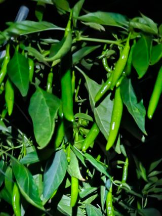 김시헌 님의 고추 · 수확 작성글 사진