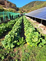 팜모닝 배추·병해충상담 게시글 이미지