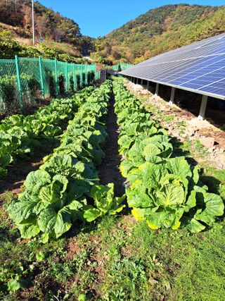 정자형님의 배추 · 병해충상담 작성글 사진