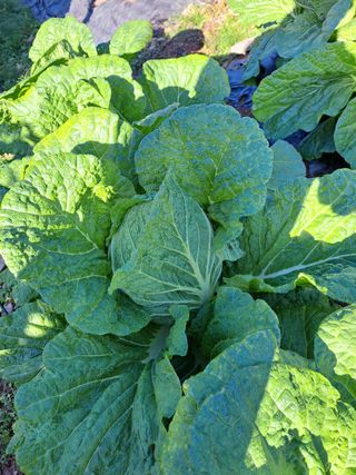 정자형님의 배추 · 병해충상담 작성글 사진