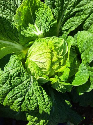 정자형님의 배추 · 병해충상담 작성글 사진