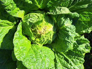 정자형님의 배추 · 병해충상담 작성글 사진