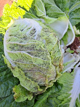 정자형님의 배추 · 병해충상담 작성글 사진