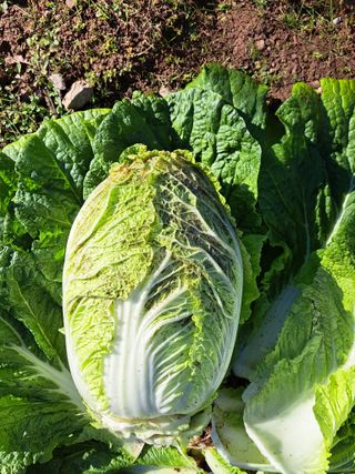 정자형님의 배추 · 병해충상담 작성글 사진