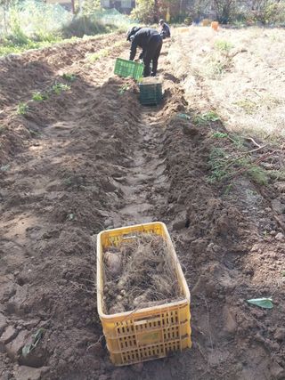 주재순님의 오늘 어떤 농작업하셨나요? · 참여글 작성글 사진