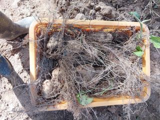 주재순님의 오늘 어떤 농작업하셨나요? · 참여글 작성글 사진