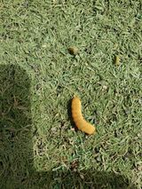 팜모닝 배·병해충상담 게시글 이미지