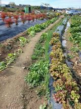 팜모닝 오늘 어떤 농작업하셨나요?·참여글 게시글 이미지