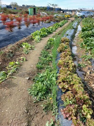 강성흔목사 님의 오늘 어떤 농작업하셨나요? · 참여글 작성글 사진