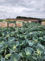 팜모닝 오늘 어떤 농작업하셨나요?·참여글 게시글 이미지