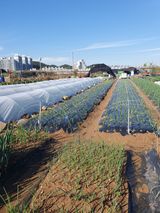 팜모닝 오늘 어떤 농작업하셨나요?·참여글 게시글 이미지