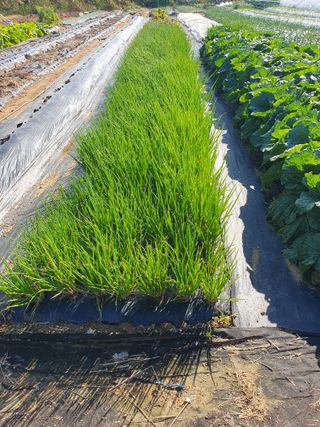 김익중님의 오늘 어떤 농작업하셨나요? · 참여글 작성글 사진