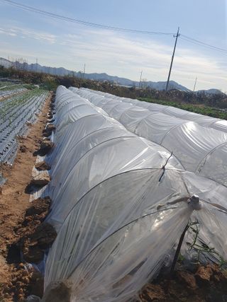 김익중님의 오늘 어떤 농작업하셨나요? · 참여글 작성글 사진