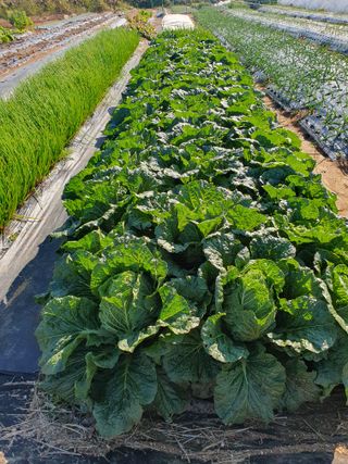 김익중님의 오늘 어떤 농작업하셨나요? · 참여글 작성글 사진