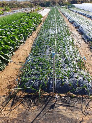 김익중님의 오늘 어떤 농작업하셨나요? · 참여글 작성글 사진