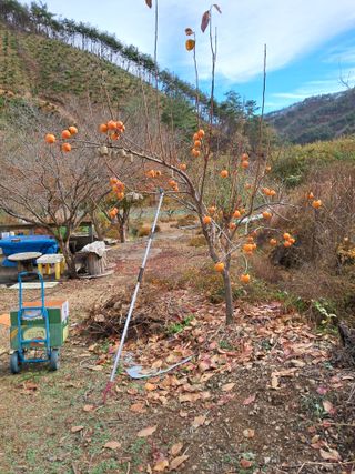 낙엽교목류21691님의 오늘 어떤 농작업하셨나요? · 참여글 작성글 사진