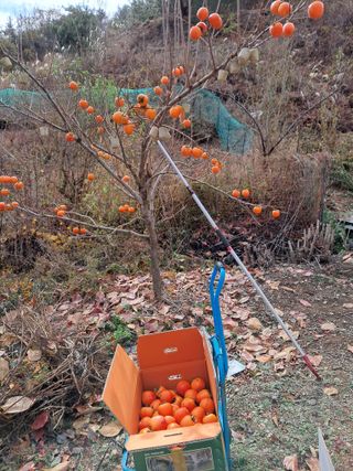 낙엽교목류21691님의 오늘 어떤 농작업하셨나요? · 참여글 작성글 사진