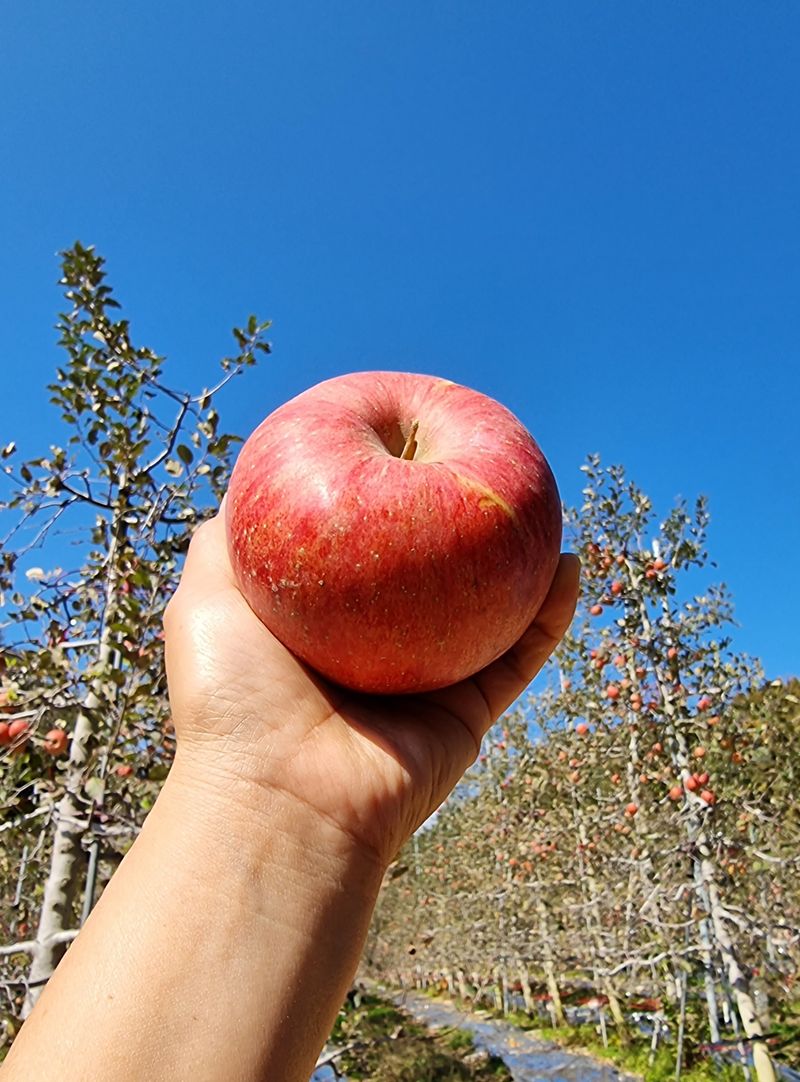 장터 상품 [미안마부사 사과즙 ] 썸네일