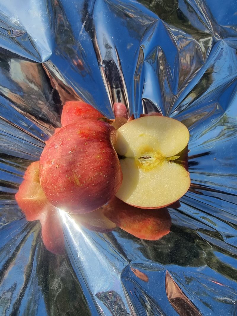 호랑이와인성이님의 장터 판매 상품 [미안마부사 사과즙 ] 첨부 사진