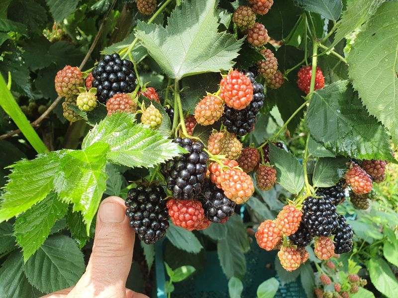 장터 상품 [블랙 베리 수퍼복분자 묘목 판매 합니다 ] 썸네일