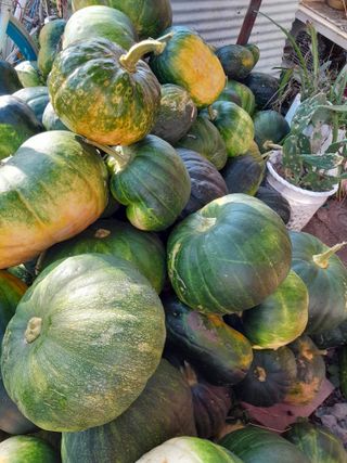 정상훈님의 오늘 어떤 농작업하셨나요? · 참여글 작성글 사진