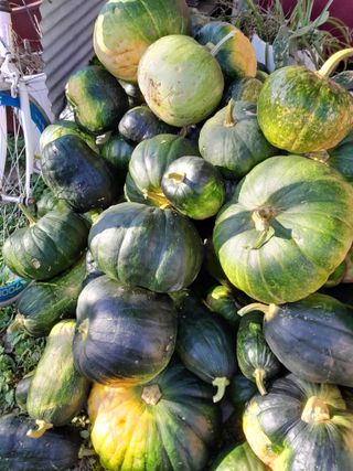 정상훈님의 오늘 어떤 농작업하셨나요? · 참여글 작성글 사진